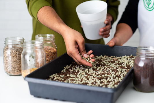 10 Tips for Growing Microgreens Indoors